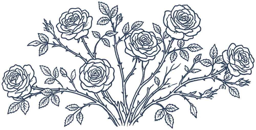 A rose bush